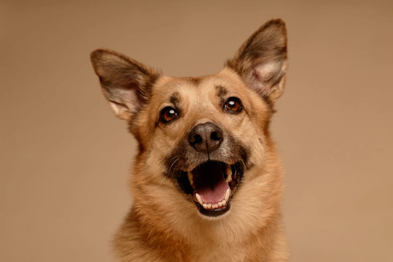 Cane, pubblico consumer di Solutia Vet&Pet